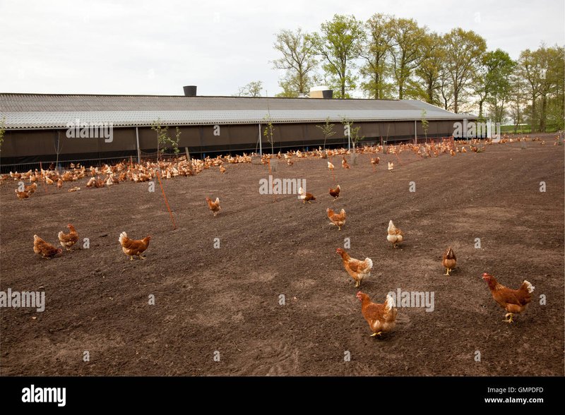 Chicken road game in Netherlands